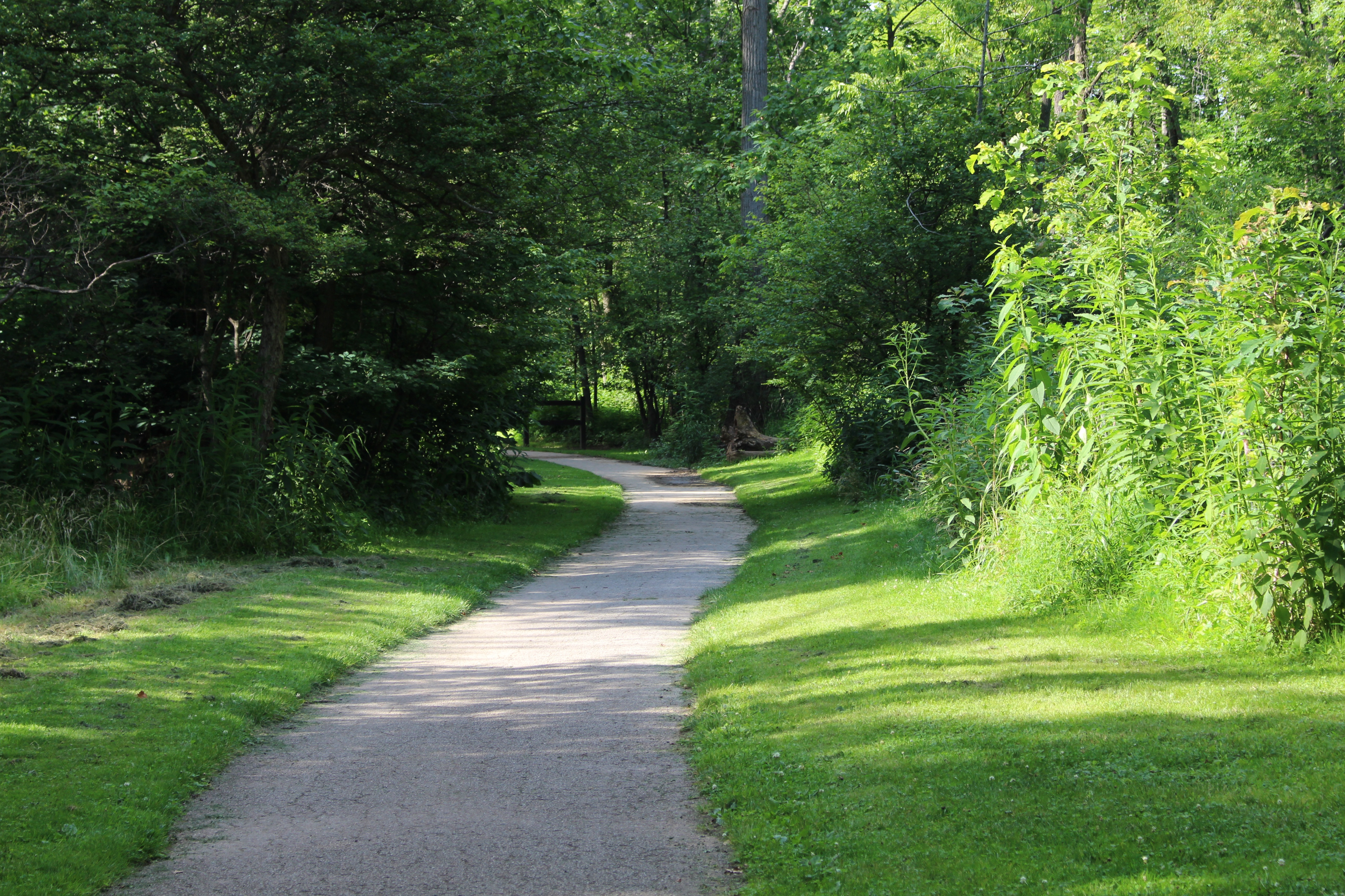 Forest-lined path with filtered sunlight beside a cycling lane